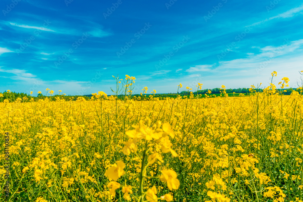 Obraz premium Blooming rapeseed field against the blue sky. Canola flowers.