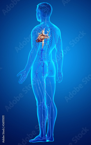 3d rendered medically accurate illustration of a male Veins anatomy