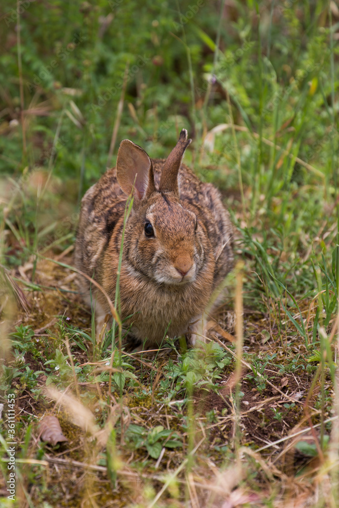 Fototapeta premium lepre, coniglio selvatico