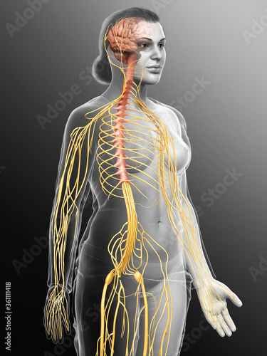 3d rendered medically accurate illustration of a female nervous system