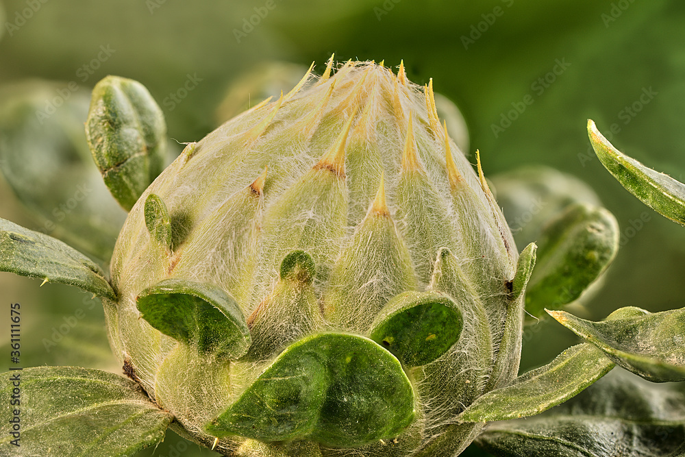 Closeup of a safflower flower bud before sprouting Closeup of a safflower flower bud before sprouting