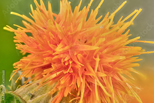 Closeup of a fully open safflower flower