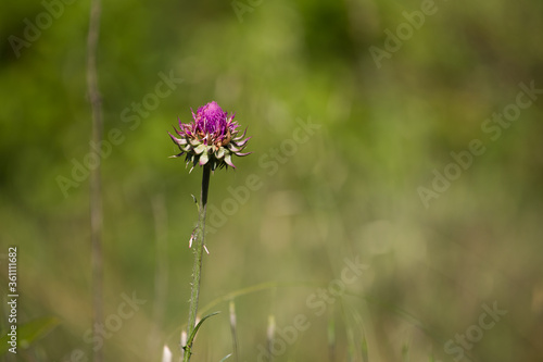 fiore viola  fucsia  in mezzo alla foresta