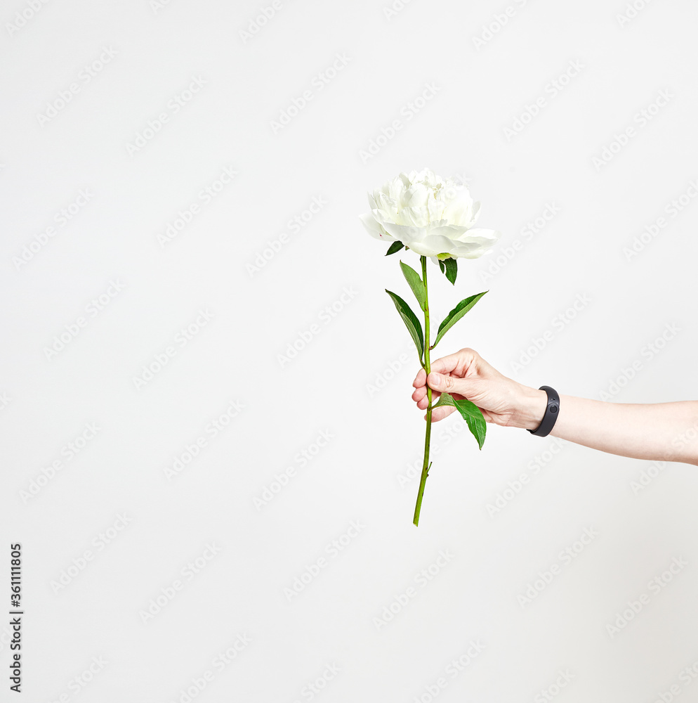 White pion in the hand on white background. Female hand holds a sprig of peony White pion in the hand on white background. Female hand holds a sprig of peony