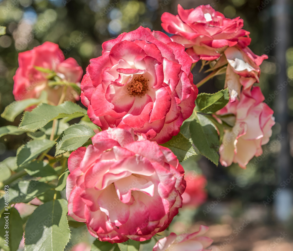 Fototapeta premium Rose jubilé du prince de monaco