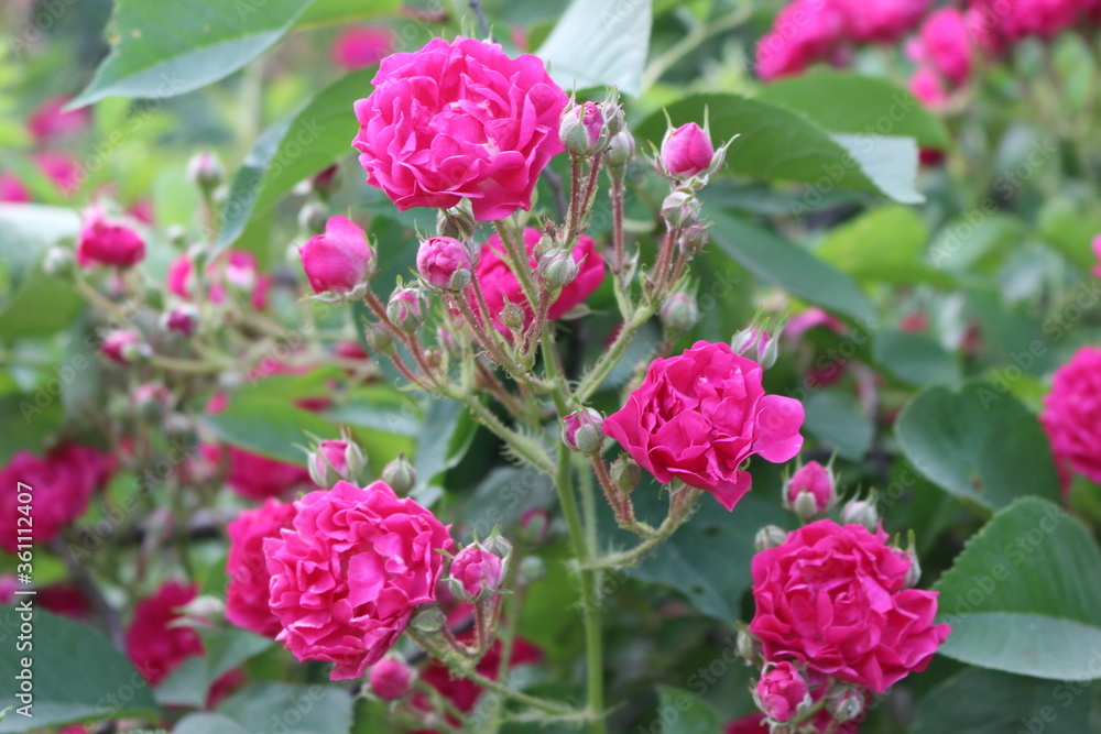 Little roses bloomed on a bush in the garden in summer
Little roses bloomed on a bush in the garden in summer