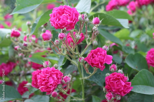 Fototapeta Naklejka Na Ścianę i Meble -  
Little roses bloomed on a bush in the garden in summer
