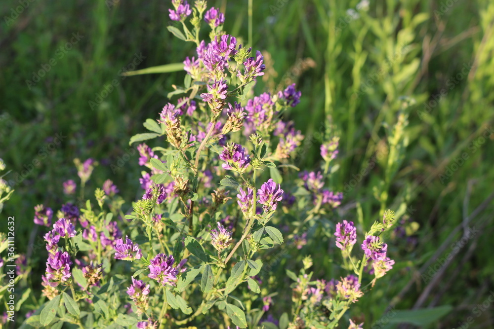 Bright lilac flowers of mouse peas bloom in the meadow in summer
Bright lilac flowers of mouse peas bloom in the meadow in summer