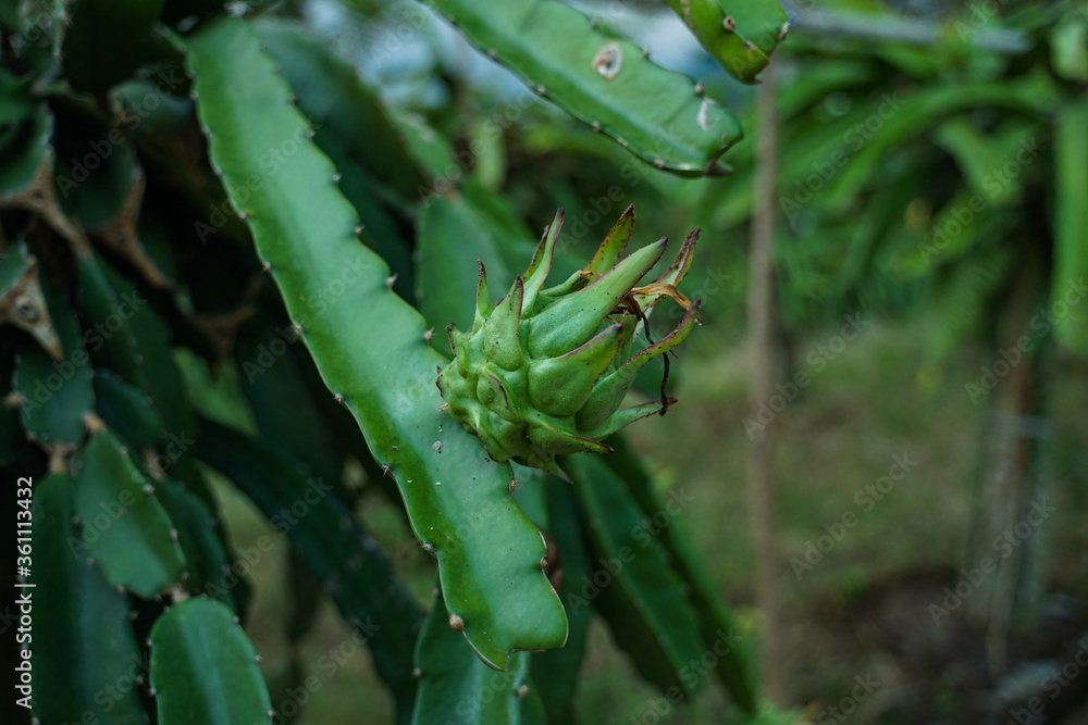Naklejka premium Dragon fruit that is still young, not ready to harvest.