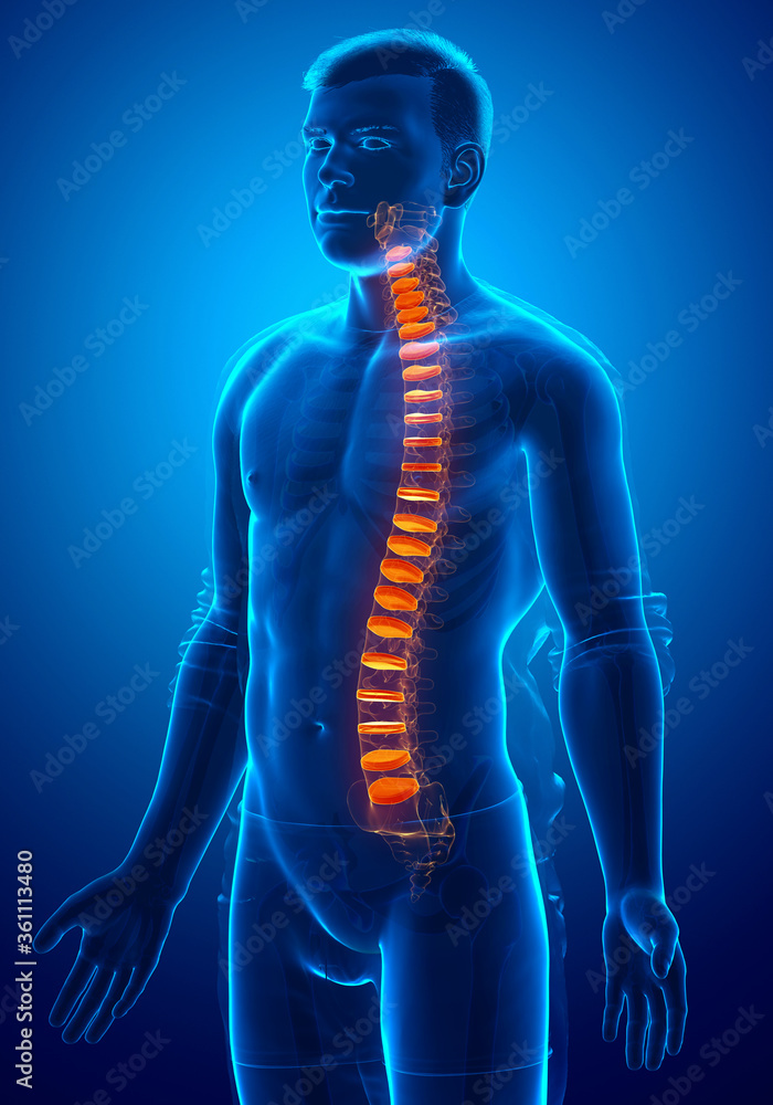 Backbone intervertebral disc anatomy Backbone intervertebral disc anatomy