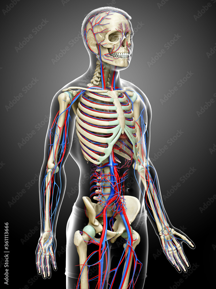 3d rendered medically accurate illustration of the male circulatory and skeleton system 3d rendered medically accurate illustration of the male circulatory and skeleton system