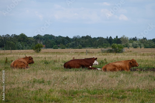 Rinder liegen auf der Wiese