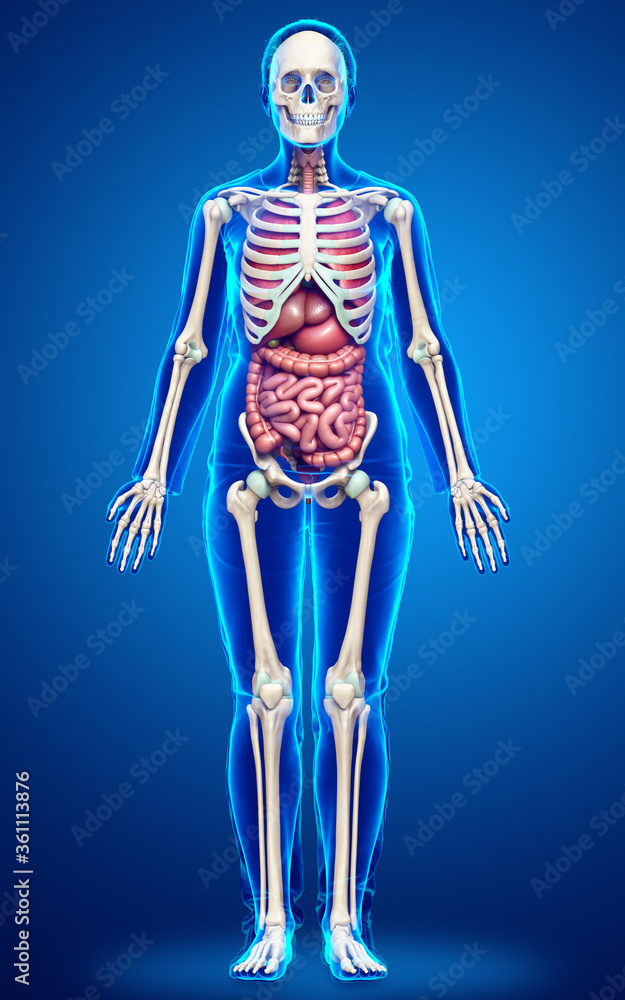 3d rendered medically accurate illustration of female Internal organs and skeleton system 3d rendered medically accurate illustration of female Internal organs and skeleton system