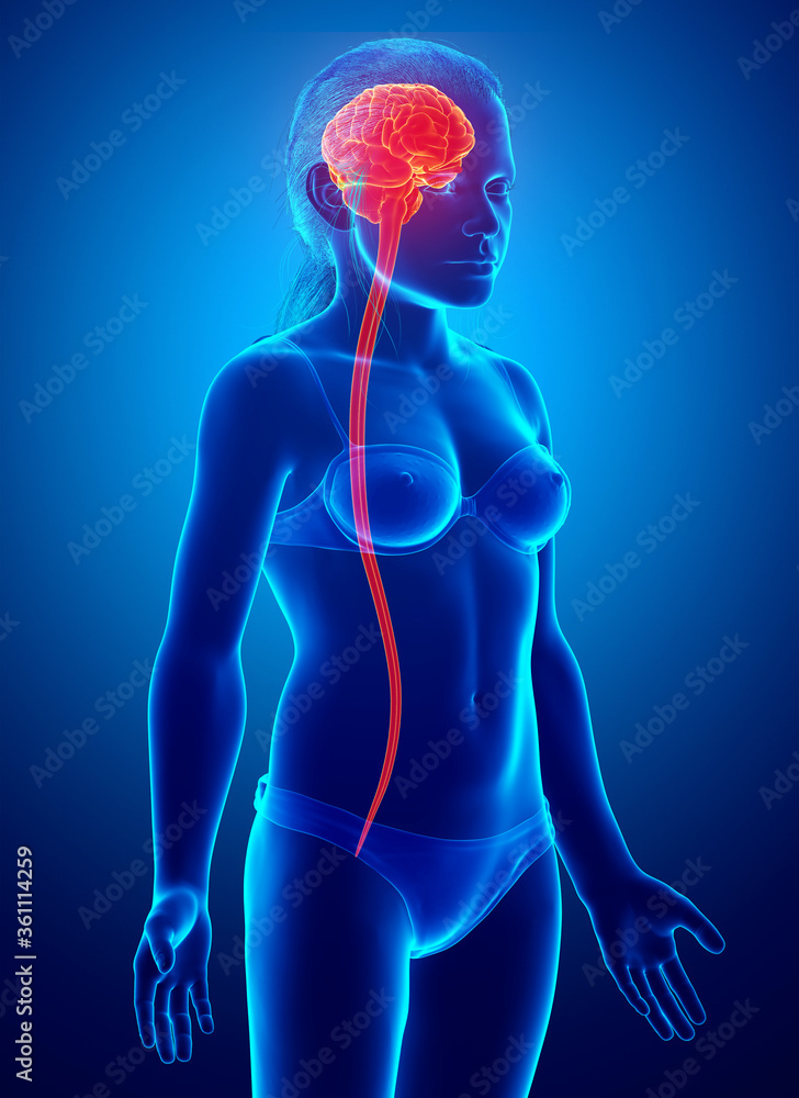 3d rendered medically accurate illustration of young girl brain 3d rendered medically accurate illustration of young girl brain