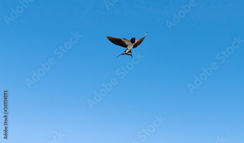 beautiful endangered swallow flying with blue sky background