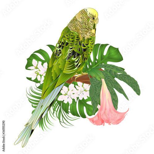 Budgerigar green pet parakeet or shell parakeet or budgie home pet and Brugmansia palm,philodendron,watercolor on a white background vintage vector illustration editable hand draw
