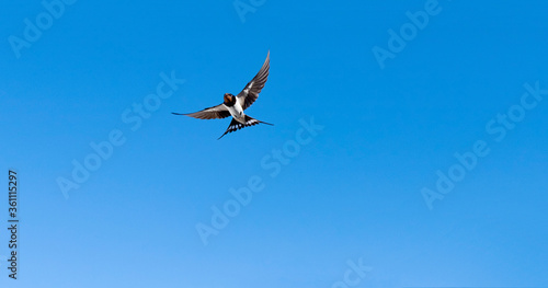 beautiful endangered swallow flying with blue sky background