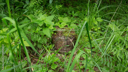 Tree stump in the forest overgrown with green grass © Ilia Grechko
