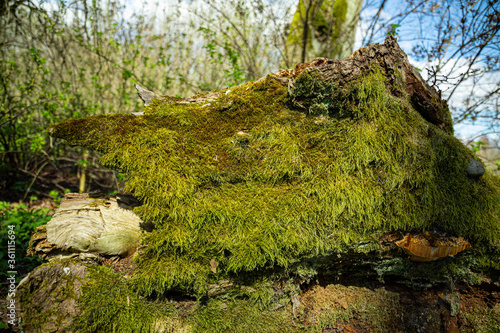 Green Moss Tree, moss on tree
