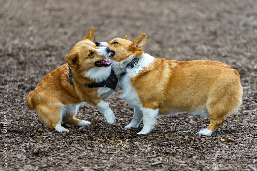 Two brown Corgis play wrestling in the park Two brown Corgis play wrestling in the park