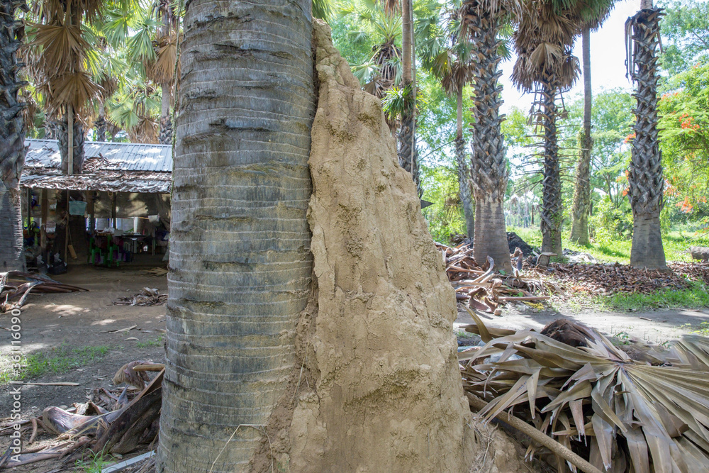 Anthill at palm tree plantation