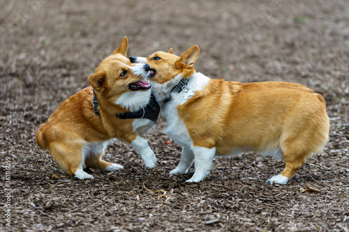 Photography Two brown Corgis play wrestling in the park