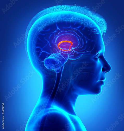 3d rendered medically accurate illustration of a boy brain fornix