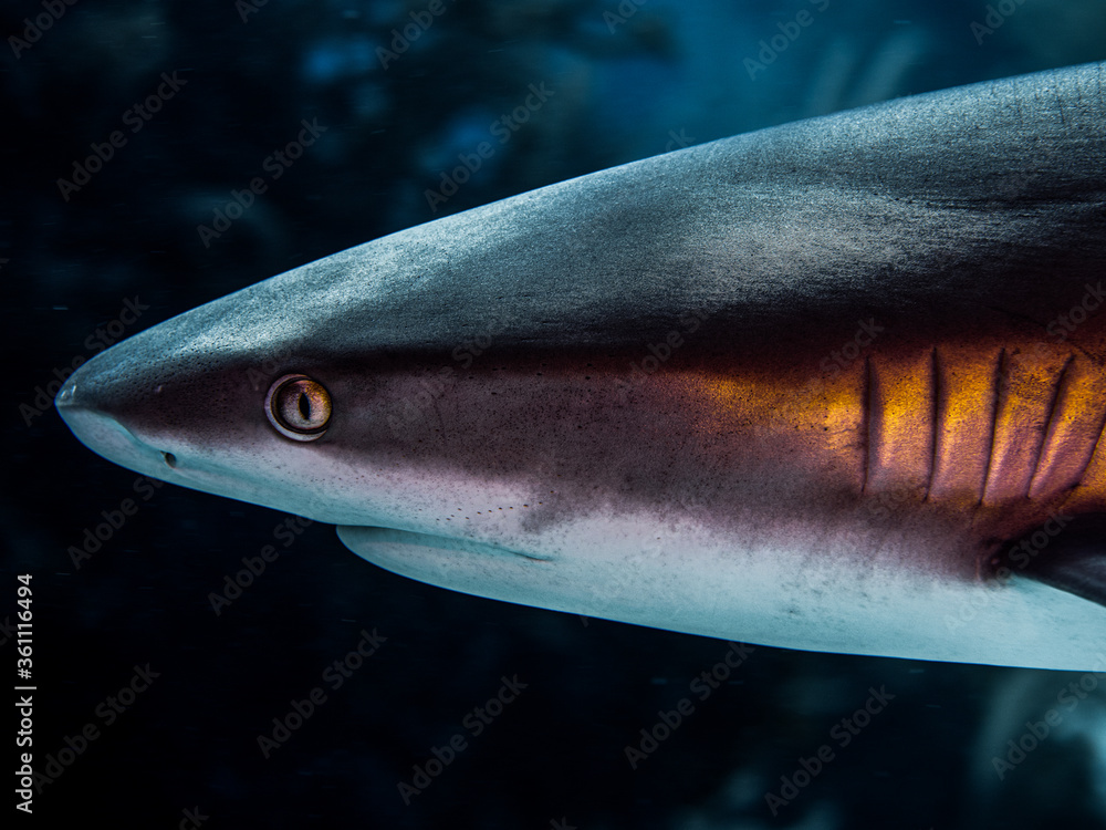 Beautiful, golden rainbow colors on a Caribbean blacktip reef shark, up-close underwater photography. Bahamas Beautiful, golden rainbow colors on a Caribbean blacktip reef shark, up-close underwater photography. Bahamas