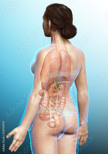 3d rendered medically accurate illustration of female Organs Gallbladder Anatomy photo