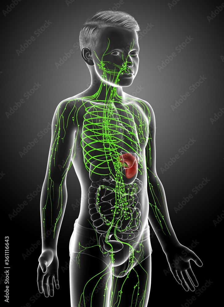 3d rendered medically accurate illustration of a young boy lymphatic system 3d rendered medically accurate illustration of a young boy lymphatic system