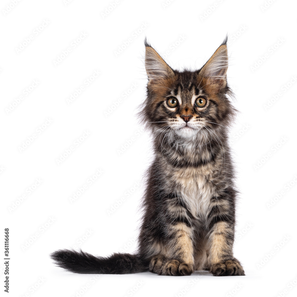 Adorable classic black tabby Maine Coon cat kitten, sitting up facing front. Cute crown on nose. Looking at camera with golden eyes. Isolated on white background.