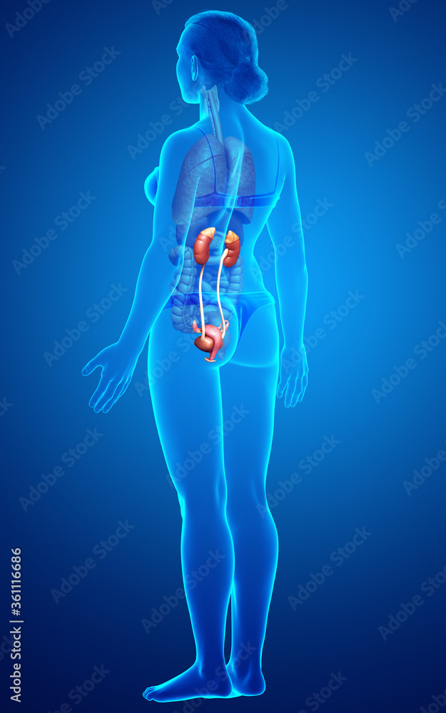 3d rendered, medically accurate illustration of female kidneys 3d rendered, medically accurate illustration of female kidneys