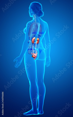3d rendered, medically accurate illustration of female   kidneys © pixdesign123