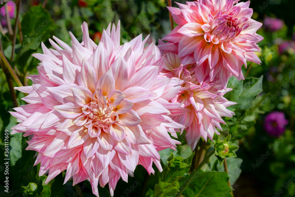 Pink dahlia flowers in garden Pink dahlia flowers in garden