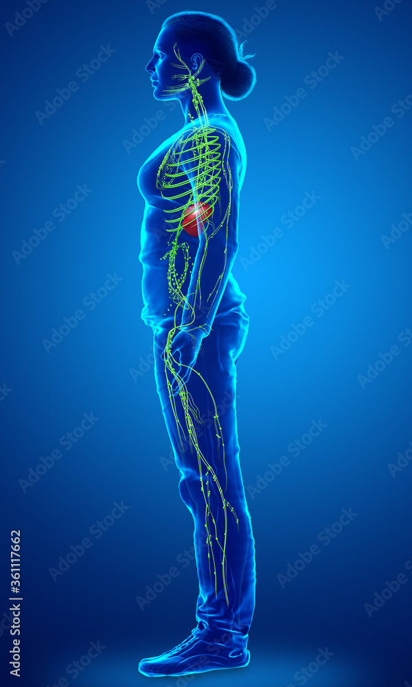 3d rendered medically accurate illustration of a female lymphatic system 3d rendered medically accurate illustration of a female lymphatic system