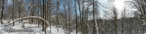 frozen tree branches in winter season © badescu