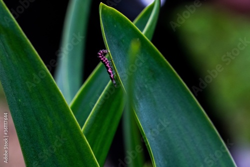 Pink and black Glow Worm larva struggling to go down the leaf of a plant in the Maltese countryside photo