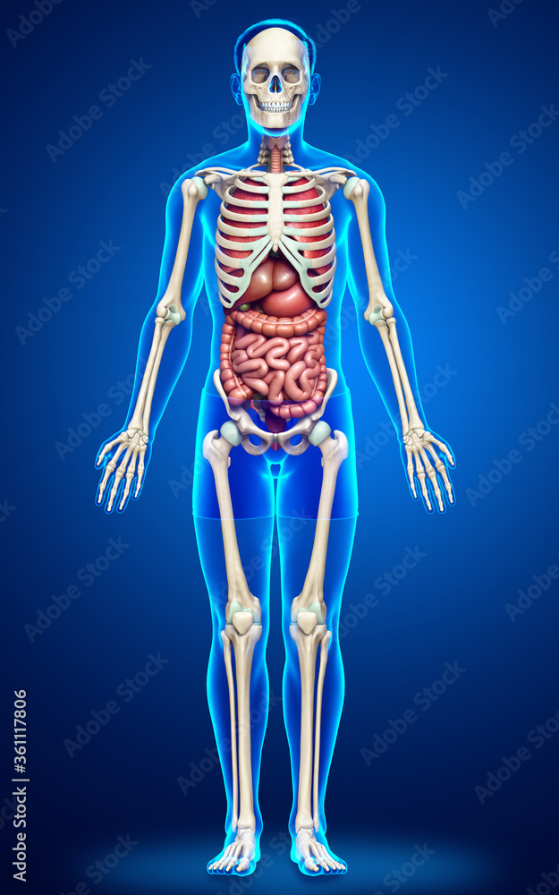 3d rendered medically accurate illustration of male Internal organs and skeleton system 3d rendered medically accurate illustration of male Internal organs and skeleton system