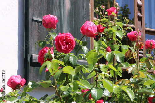 Rosengarten vor einem historischen Gebäude im Sommer