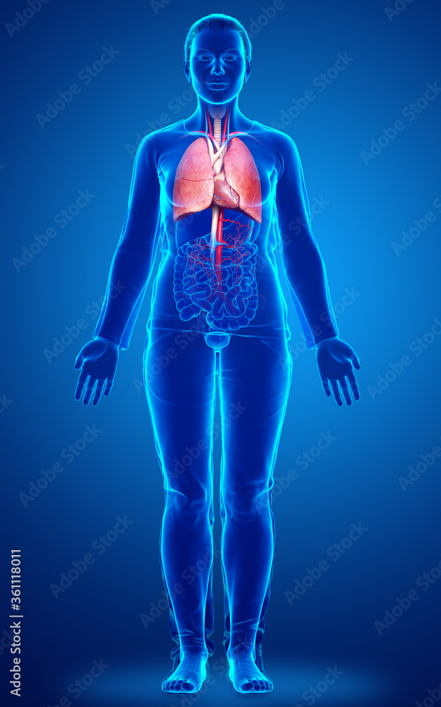 3d rendered, medically accurate illustration of a female lung anatomy 3d rendered, medically accurate illustration of a female lung anatomy