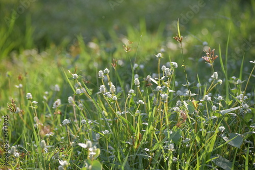 field of flowers