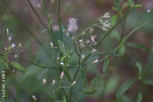 butterfly on a flower