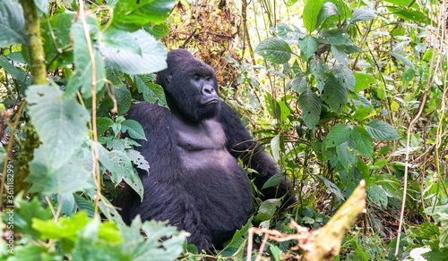 Photo Silverback mountain lowland gorilla at Virunga National Park in DRC and Rwanda,