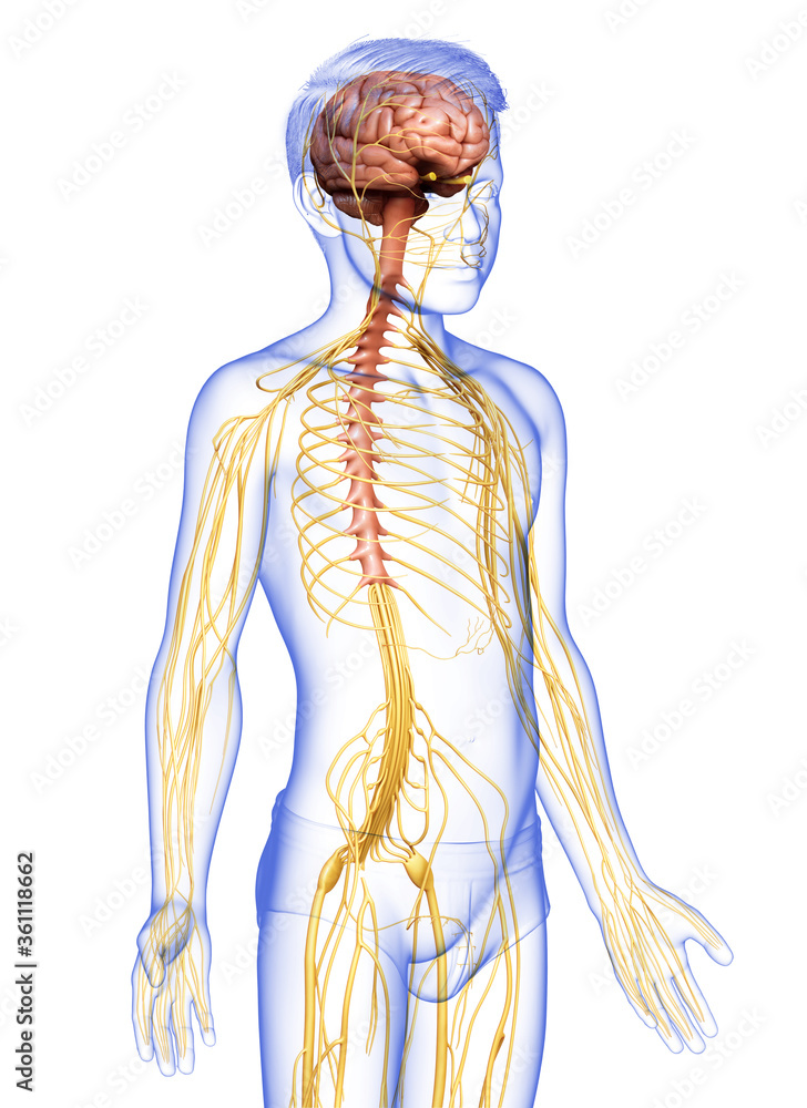 3d rendered medically accurate illustration of a young boy nervous system