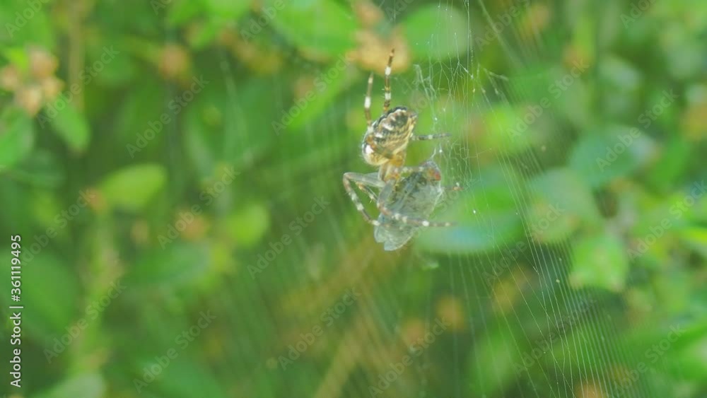 A close up of a spider. High quality footage. Macro A close up of a spider. High quality footage. Macro