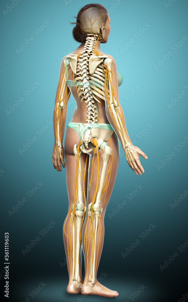 3d rendered medically accurate illustration ofa female nervous system and skeleton system 3d rendered medically accurate illustration ofa female nervous system and skeleton system