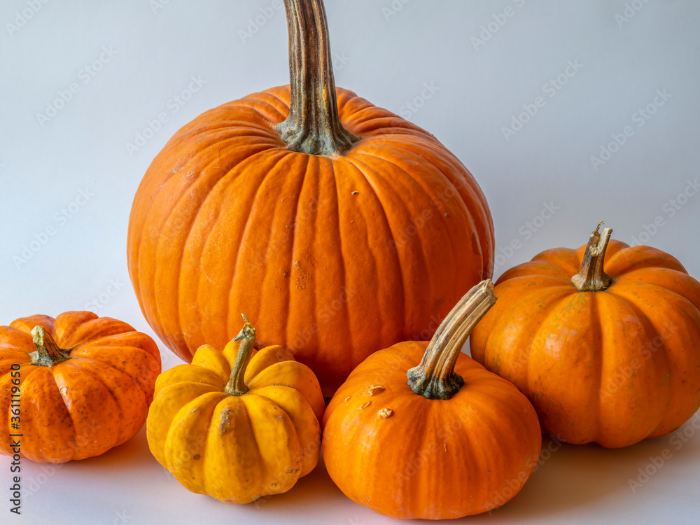 Pumpkin in still life Pumpkin in still life
