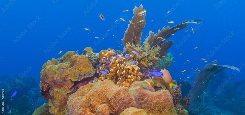 Fototapeta premium Caribbean coral garden