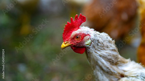 Close up of chicken walking in paddock outdoor.