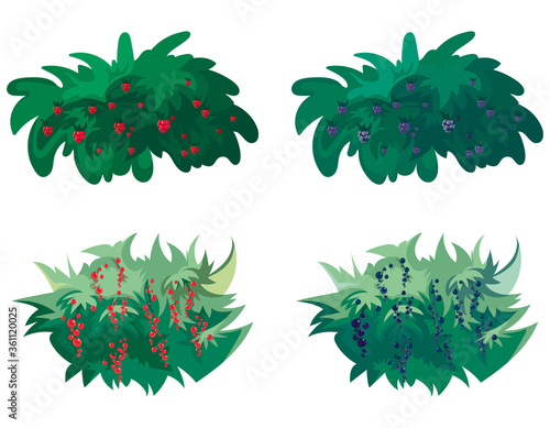 Set of berry bushes. Raspberry, blackberry, red and black currant.